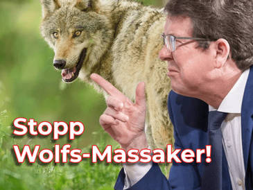 Albert Rösti, Stopp das Wolf-Massaker, gegen das vereinfachte Töten von Wölfen