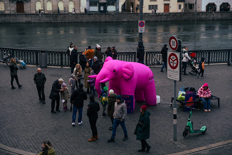 CP_pink elephant 3