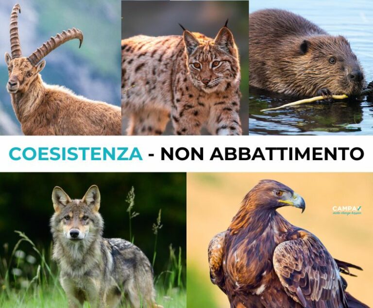 Coesistenza non abbattimento