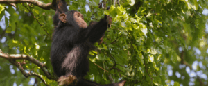 Bloquons le financement potentiel du projet EACOP par UBS!