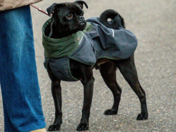 54989715848_6aa8f54eb5_o-scaled-aspect-ratio-346-260