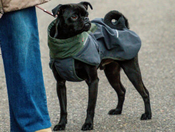 54989715848_6aa8f54eb5_o-scaled-aspect-ratio-346-260
