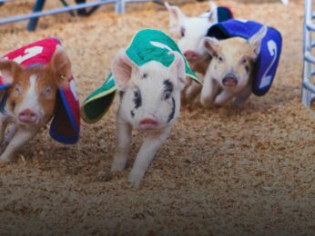 Kopie von Petitionsbild Tierwohl statt Volksbelustigung Schluss mit OLMA-Säulirennen!